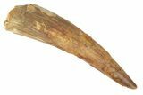 Large, Fossil Pterosaur (Siroccopteryx) Tooth - Morocco #248953-1